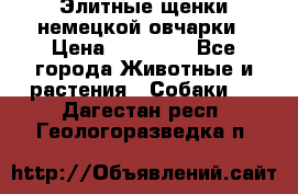 Элитные щенки немецкой овчарки › Цена ­ 30 000 - Все города Животные и растения » Собаки   . Дагестан респ.,Геологоразведка п.